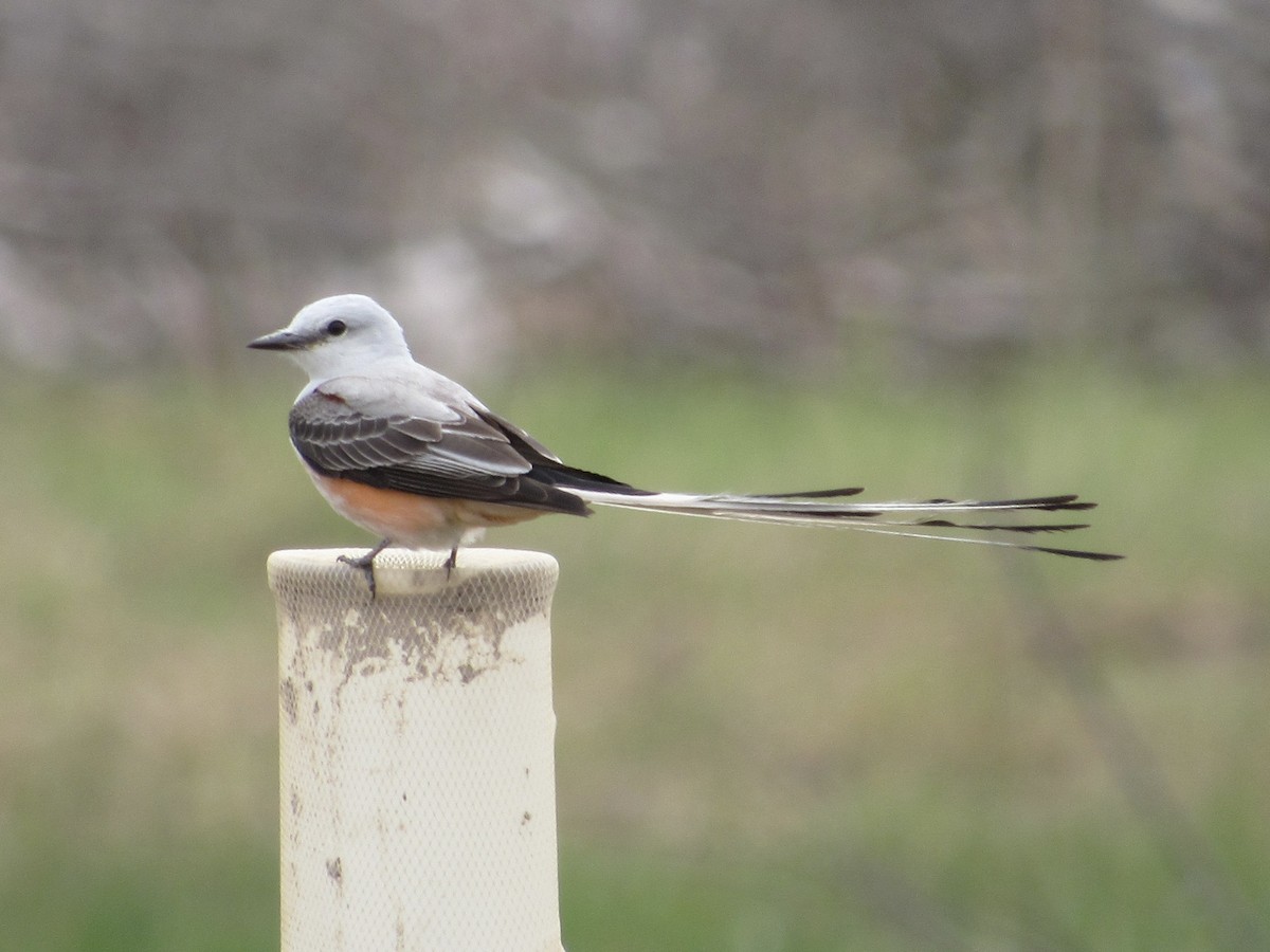 Scissor-tailed Flycatcher - ML618709296