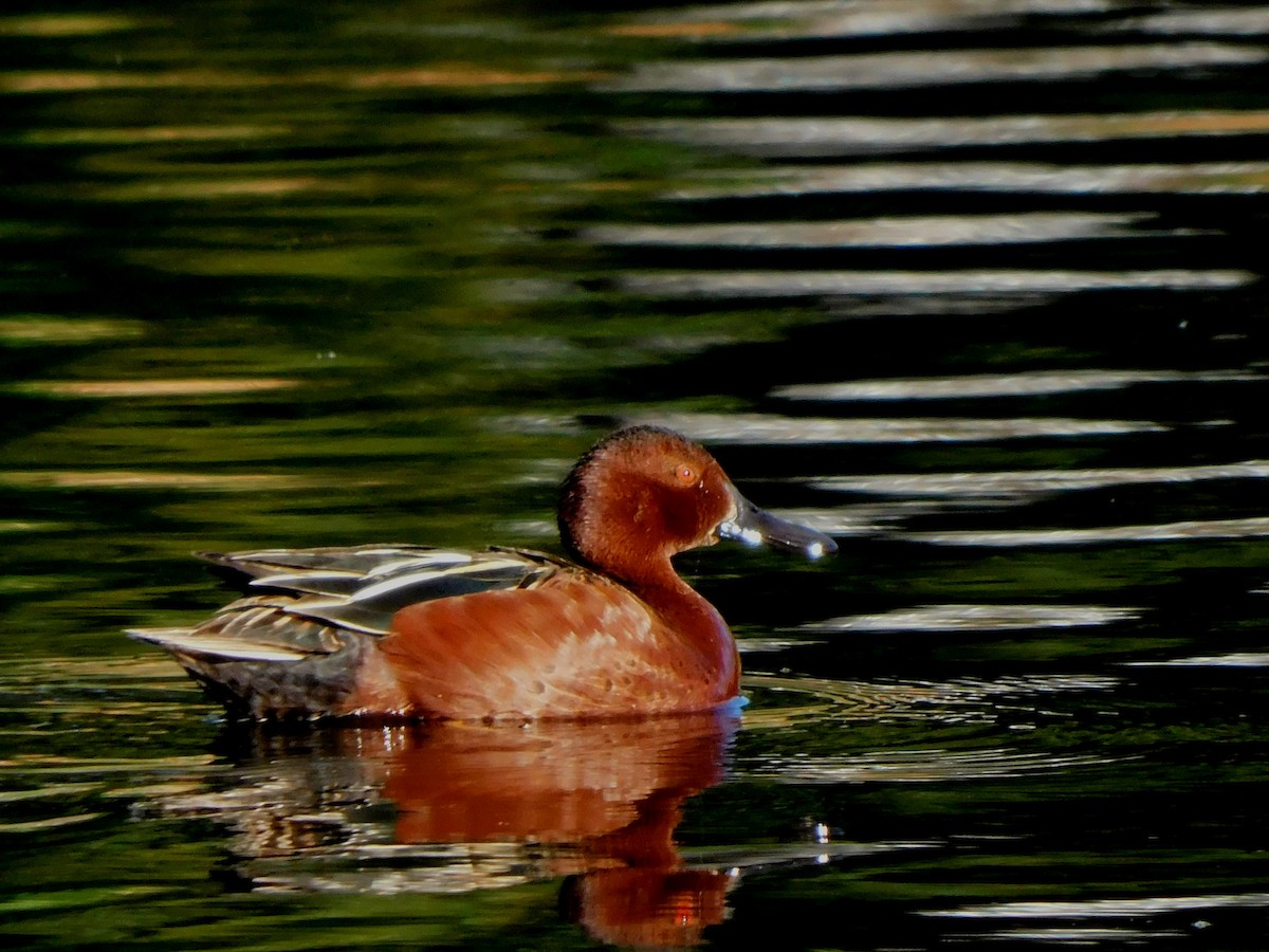 Cinnamon Teal - ML618709332