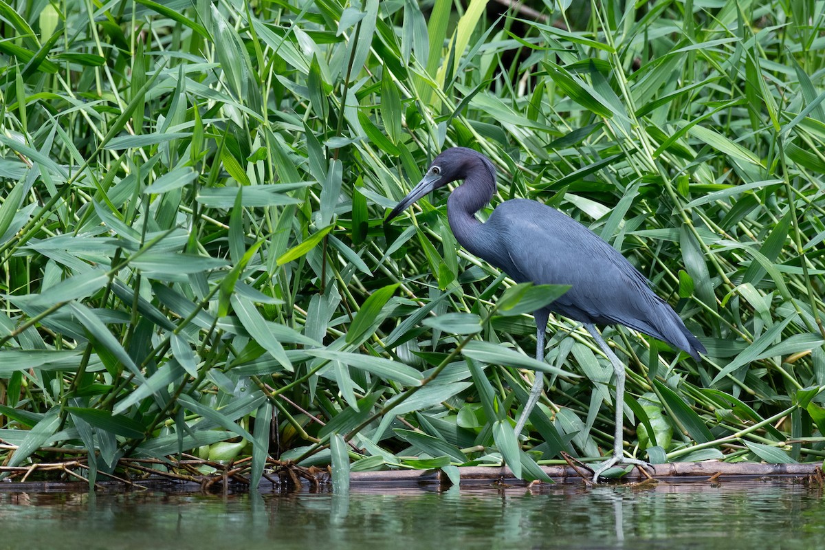 Little Blue Heron - Isaiah Rowe