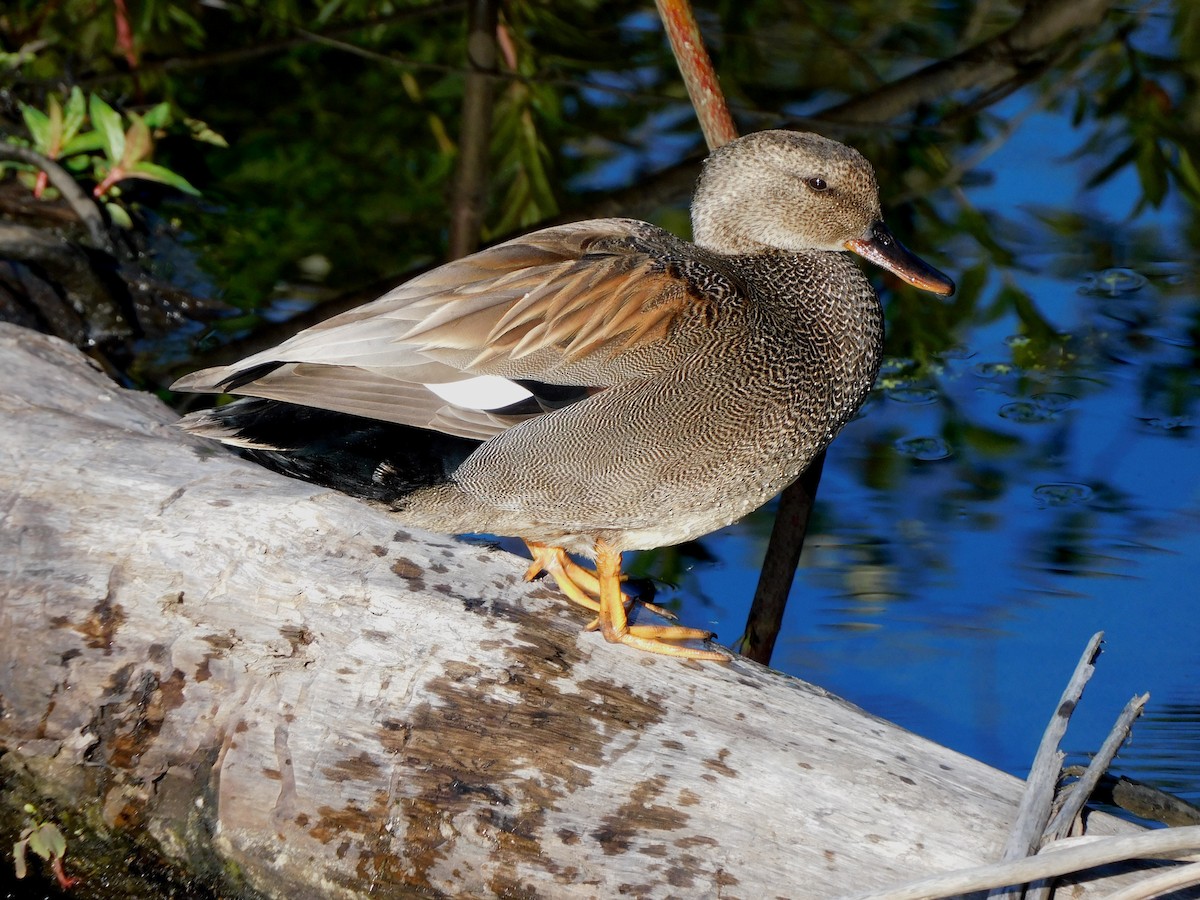 Gadwall - ML618709338