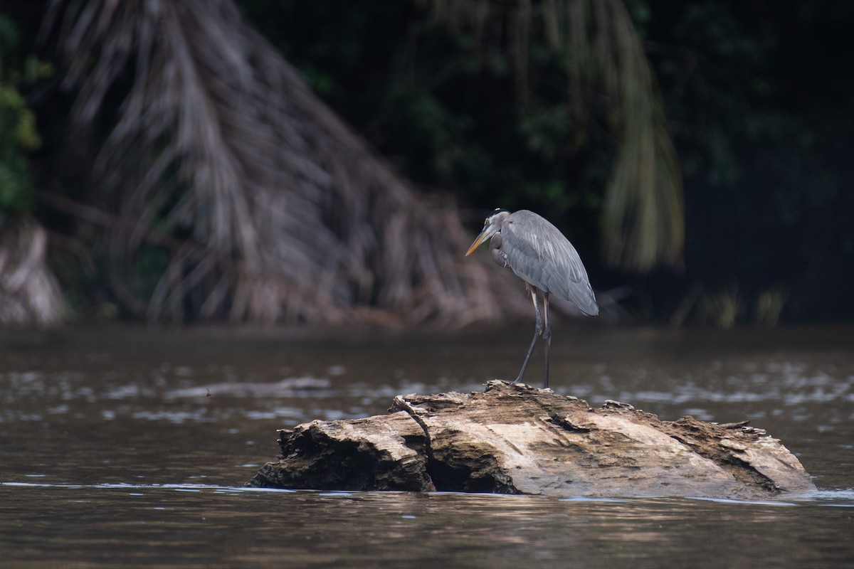 Garza Azulada - ML618709340