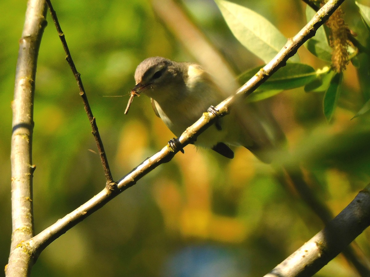 Warbling Vireo - ML618709344