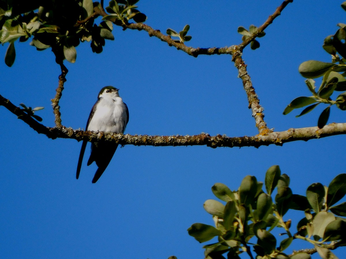 Tree Swallow - ML618709347