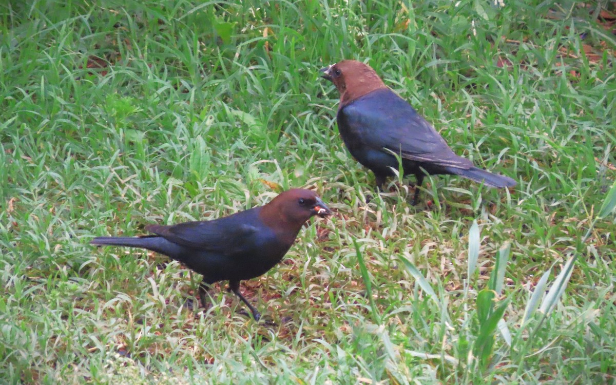 Brown-headed Cowbird - ML618709349