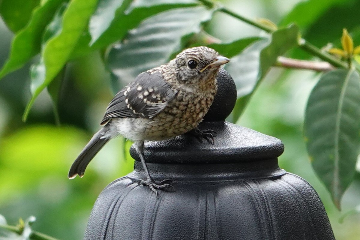 White-eyed Slaty-Flycatcher - ML618709354