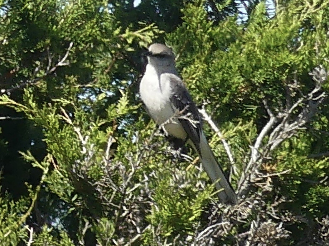 Northern Mockingbird - ML618709357