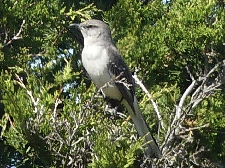 Northern Mockingbird - ML618709358