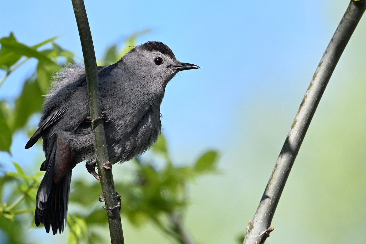 Gray Catbird - John Kramer