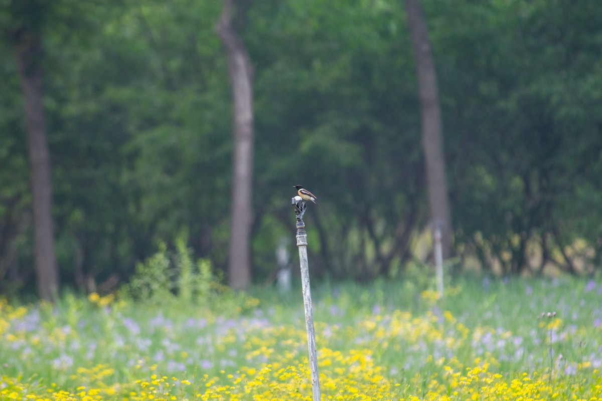 Amur Stonechat - Grady Singleton