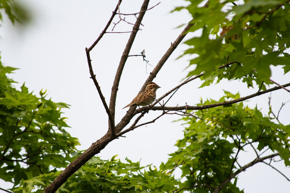 Little Bunting - ML618709375