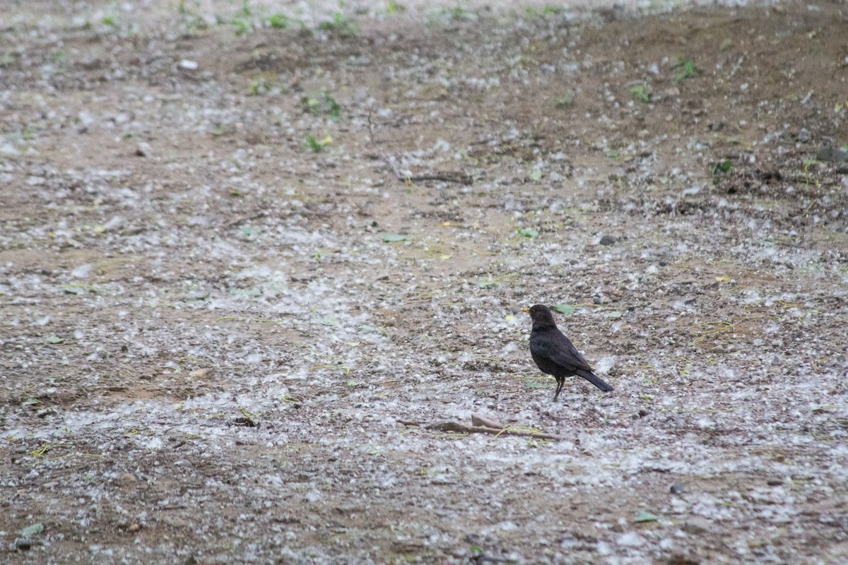 Chinese Blackbird - Grady Singleton