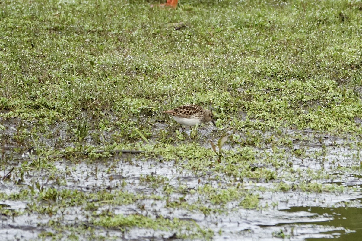 Least Sandpiper - Lorin Wilkerson