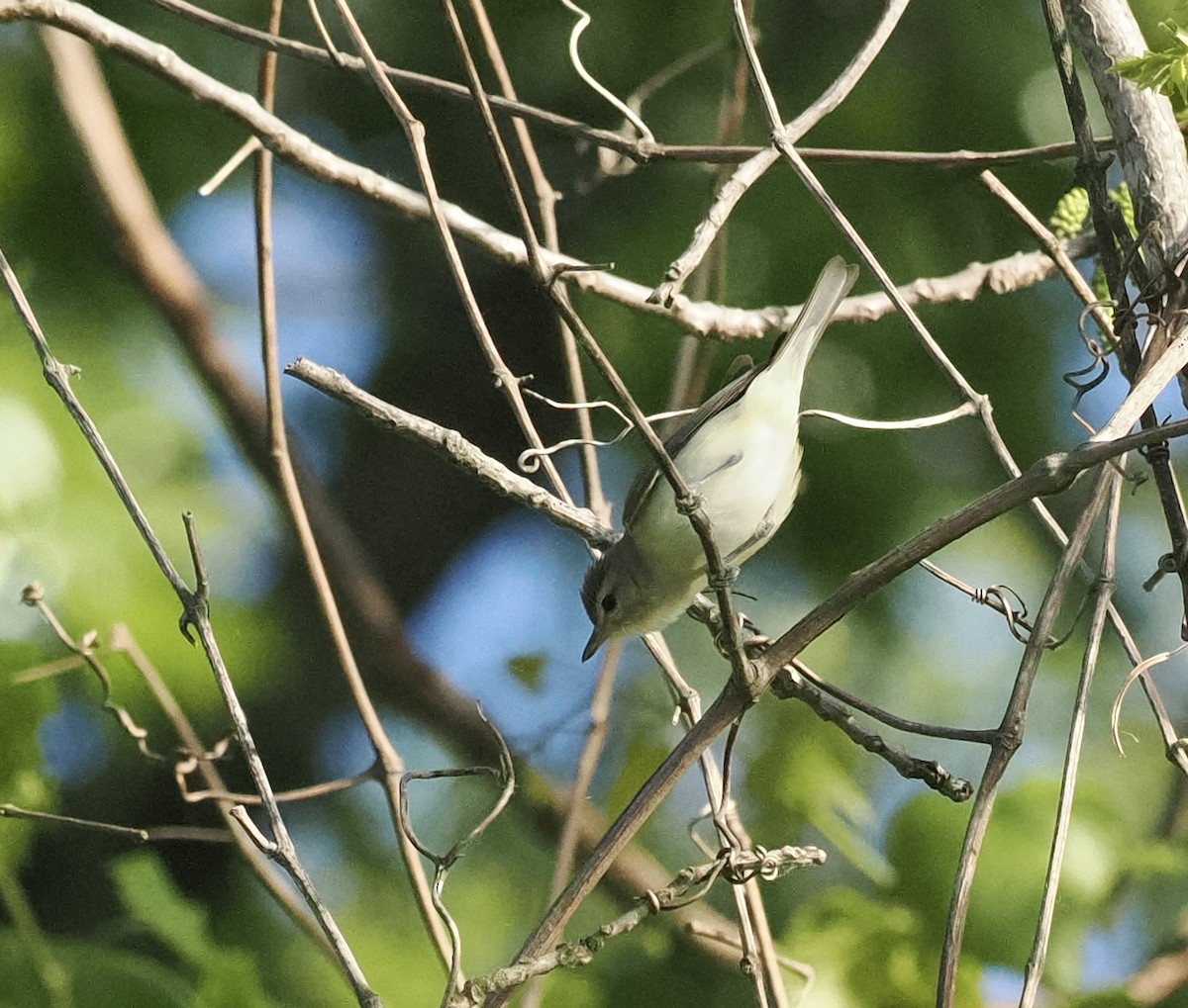 Warbling Vireo - Bob Foehring