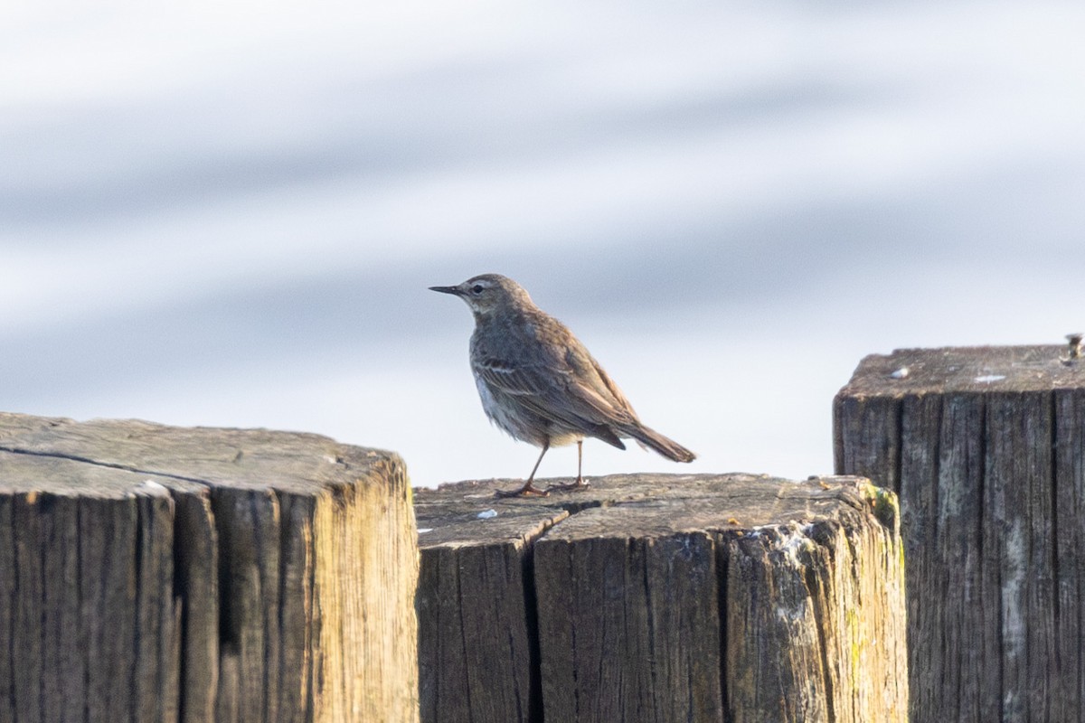 Rock Pipit - Max Barrey