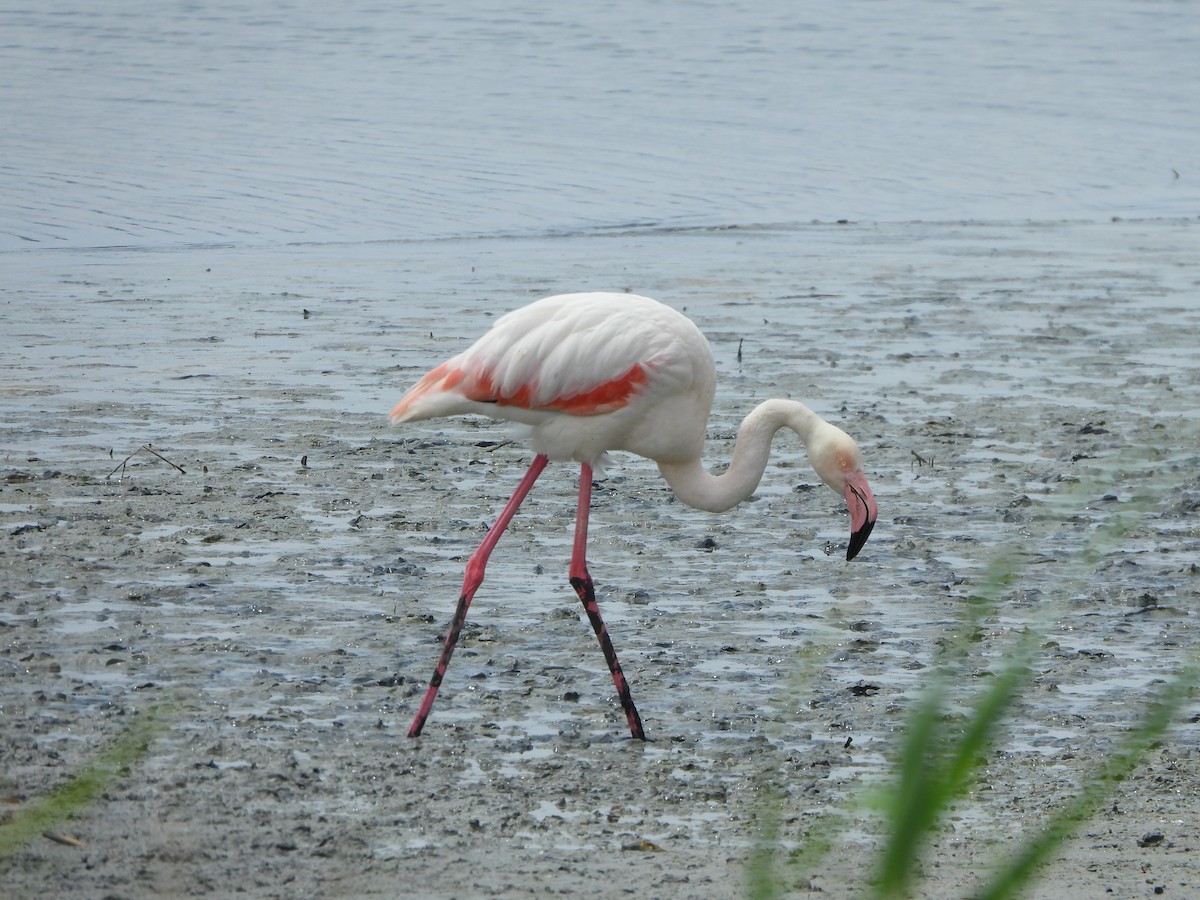 Greater Flamingo - ML618709572