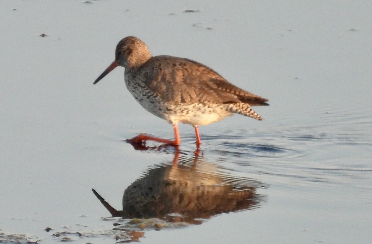 Common Redshank - ML618709594