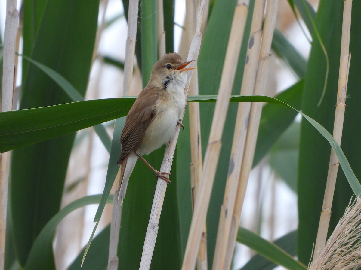 Common Reed Warbler - ML618709597