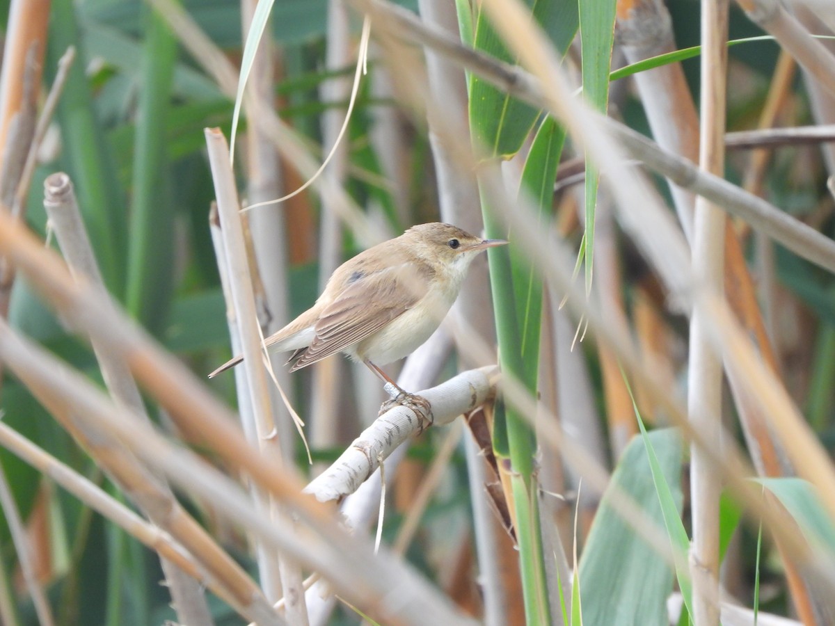 Common Reed Warbler - ML618709602