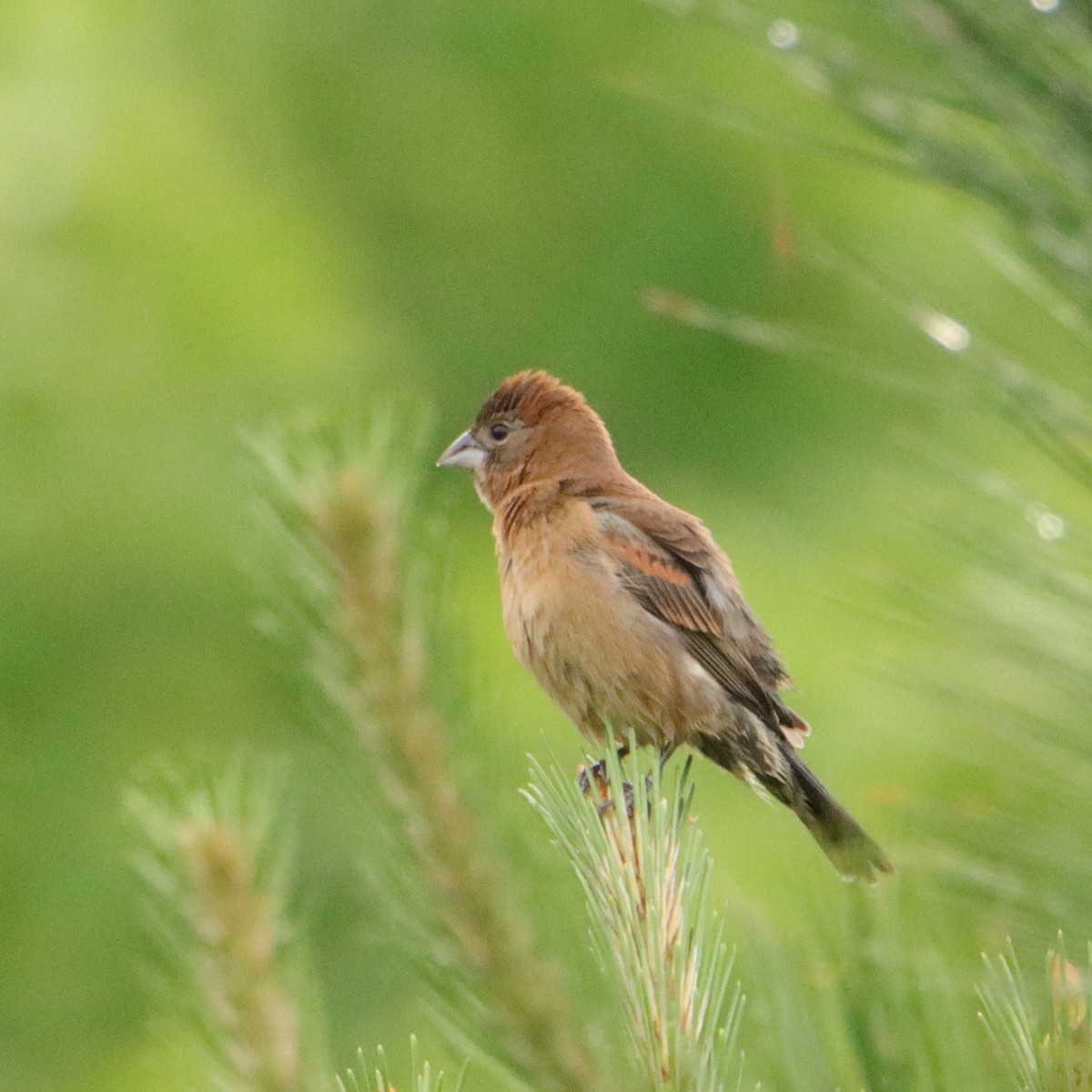 Blue Grosbeak - ML618709618