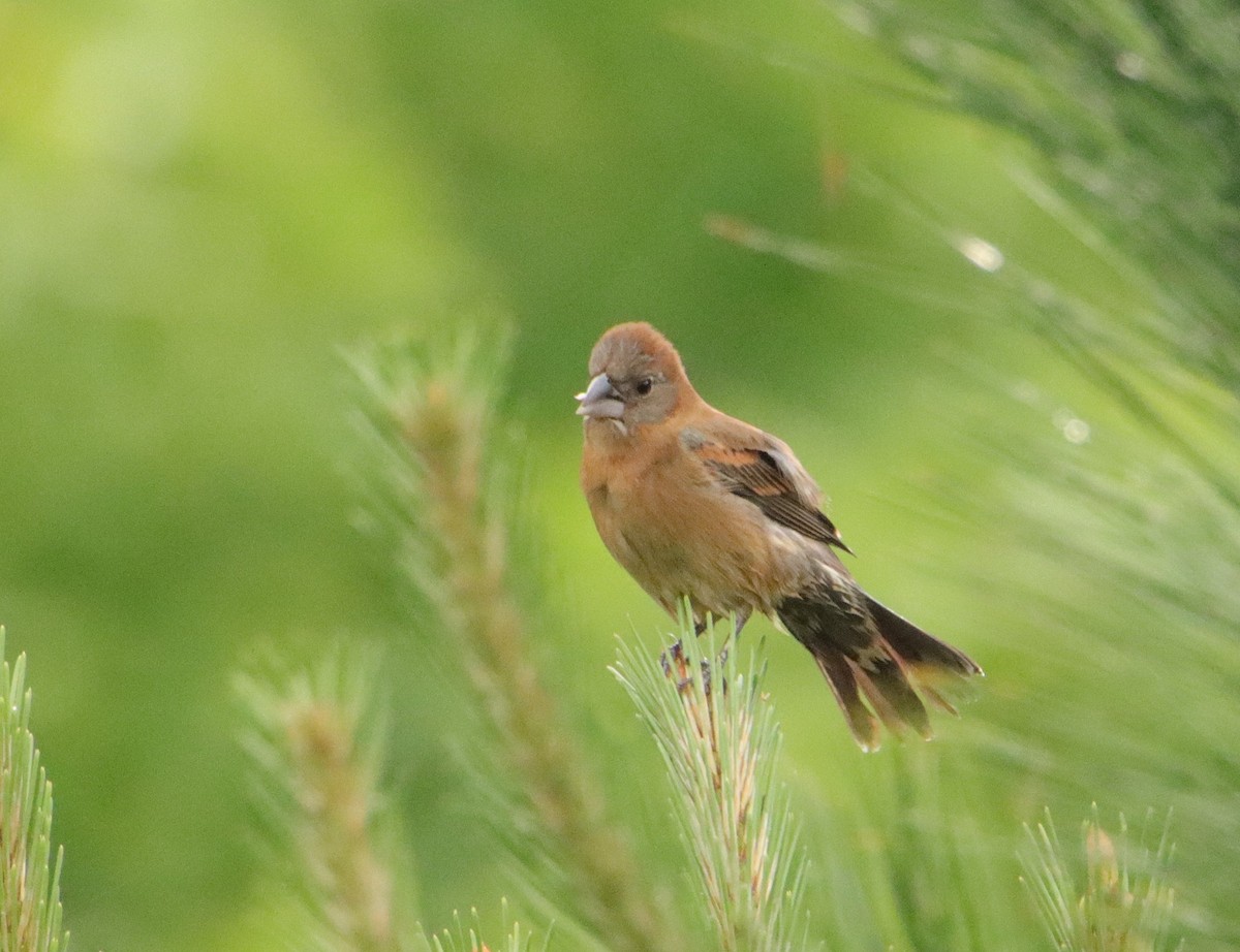 Blue Grosbeak - Mary Erickson