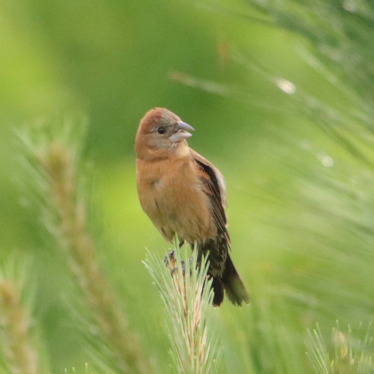 Blue Grosbeak - Mary Erickson