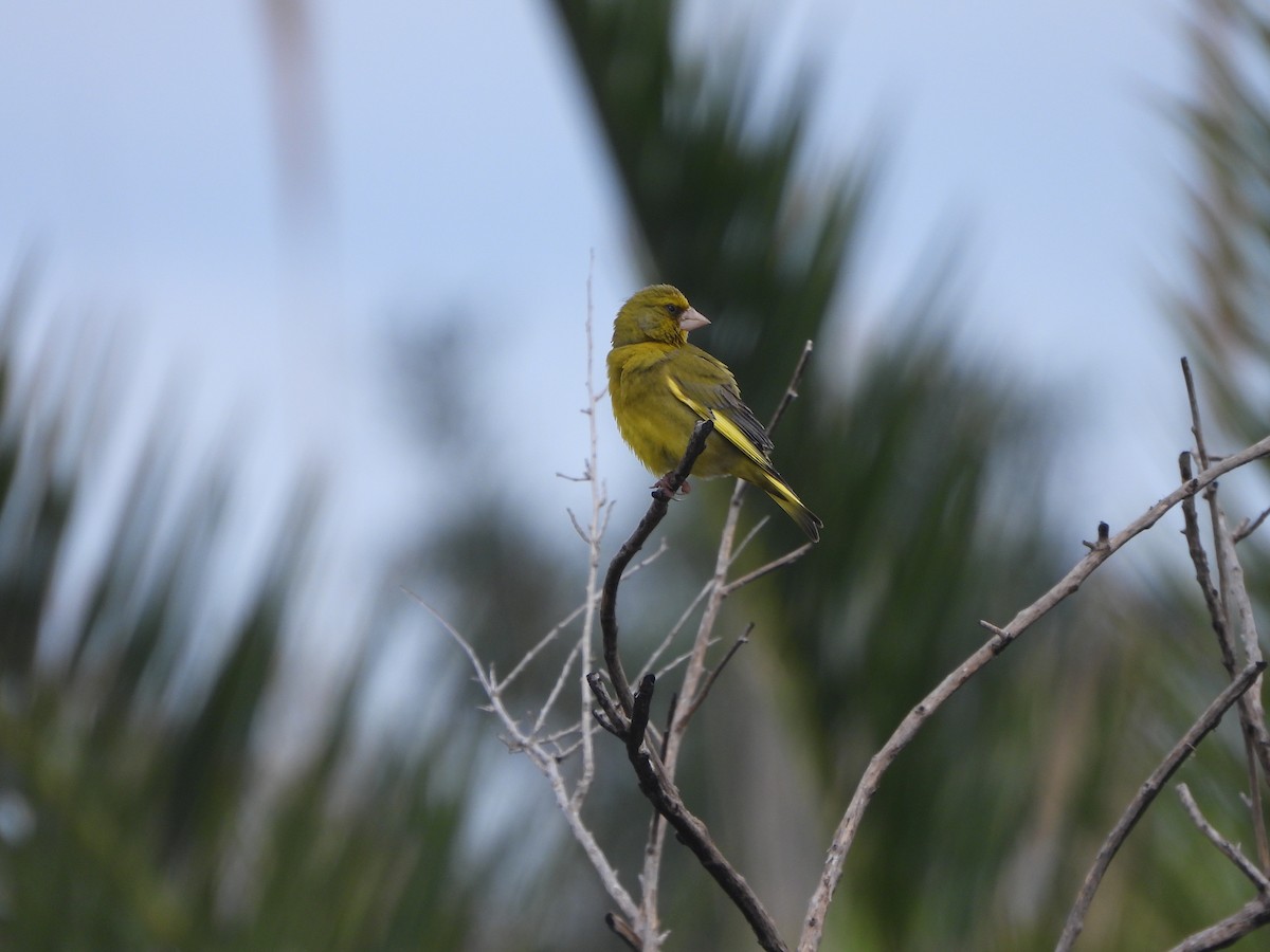 European Greenfinch - ML618709651