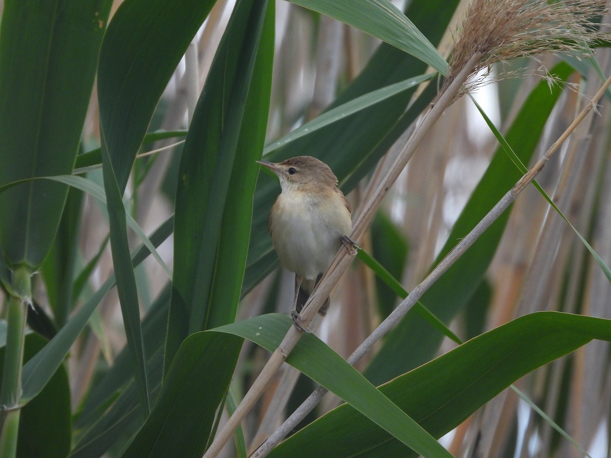 Common Reed Warbler - ML618709662
