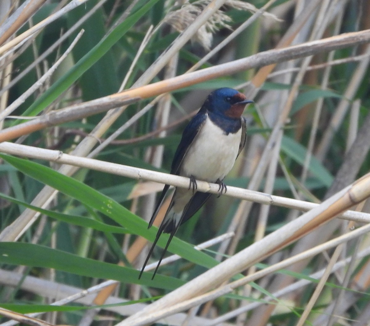 Barn Swallow - ML618709691