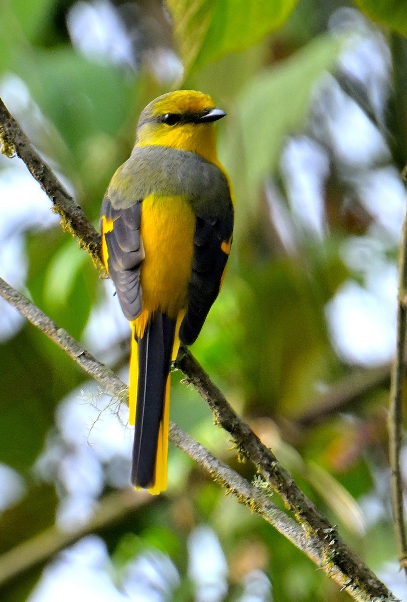 Long-tailed Minivet - Rajesh Gopalan