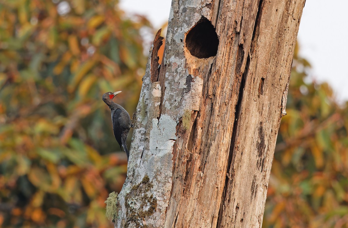 Southern Sooty-Woodpecker - ML618709720