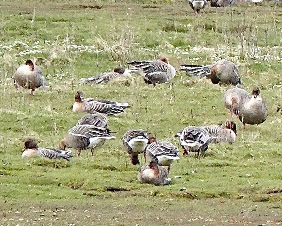 Pink-footed Goose - ML618709733