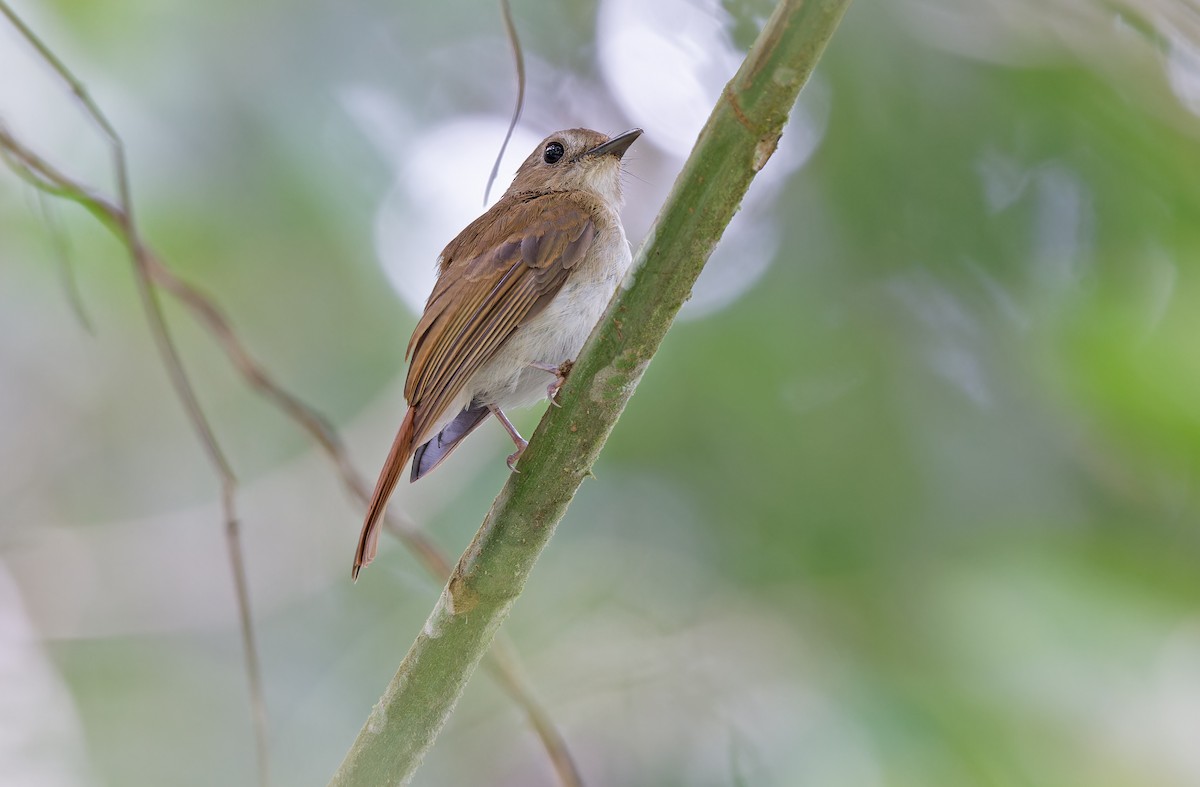 Chestnut-tailed Jungle Flycatcher (Philippine) - ML618709768