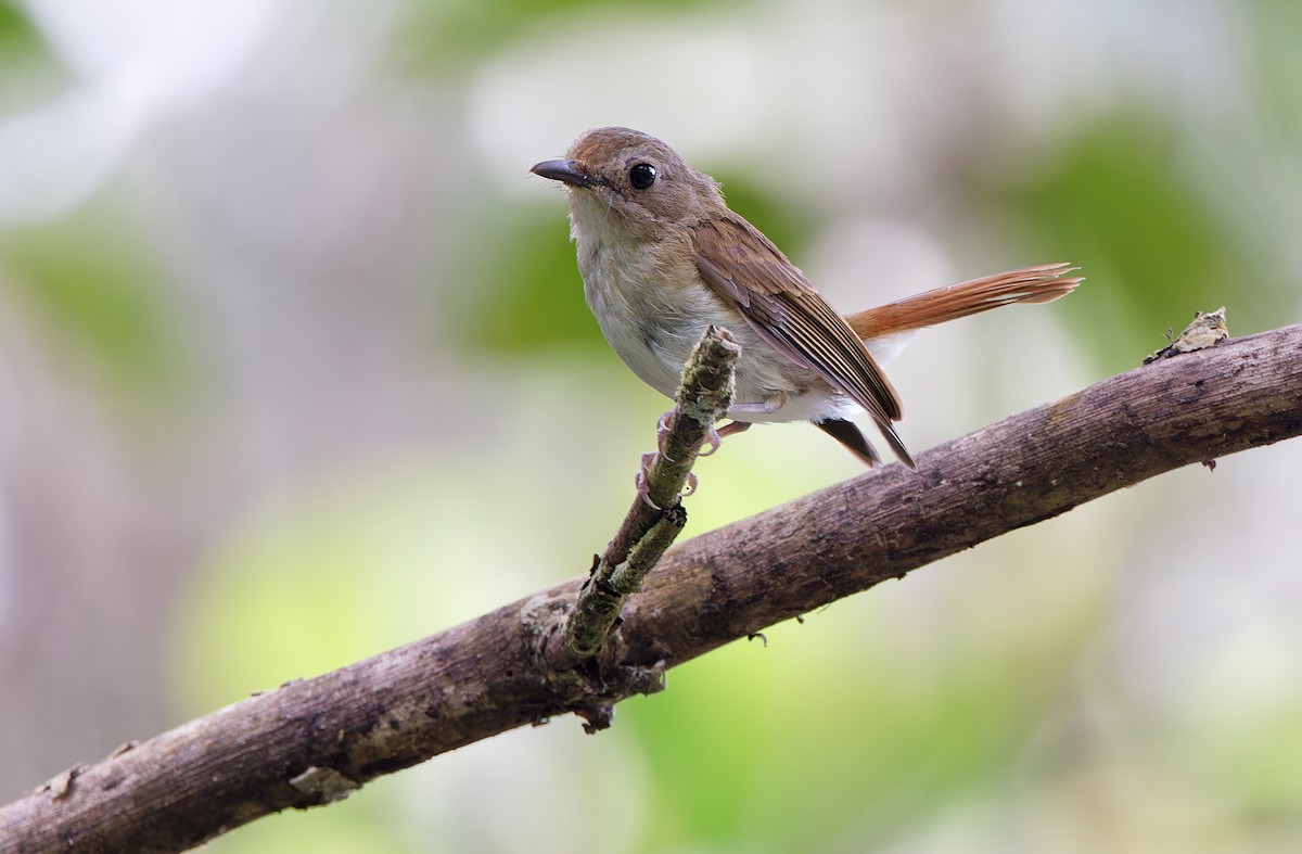 Chestnut-tailed Jungle Flycatcher (Philippine) - Robert Hutchinson