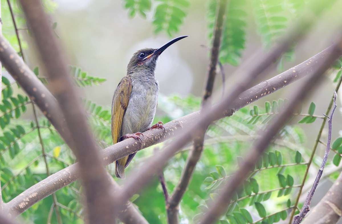 Naked-faced Spiderhunter - ML618709797