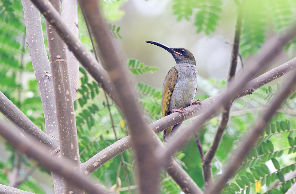 Naked-faced Spiderhunter - ML618709798