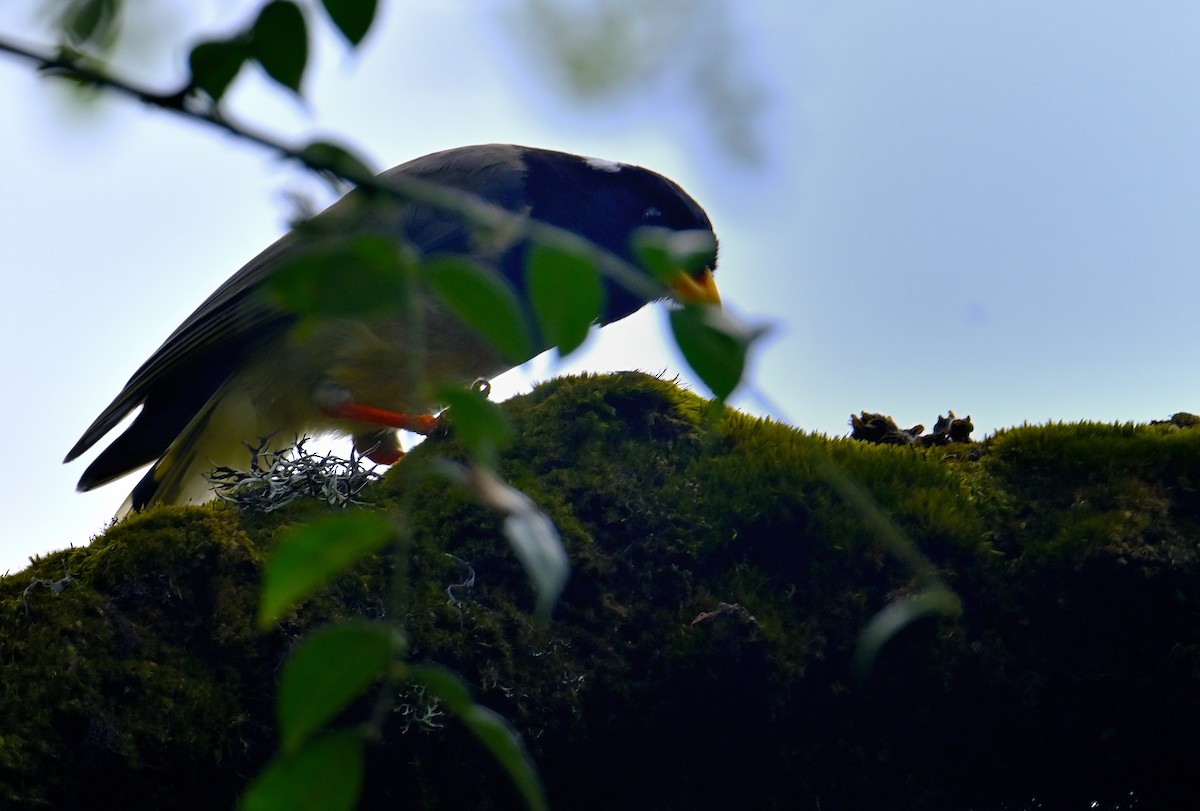 Yellow-billed Blue-Magpie - Rajesh Gopalan