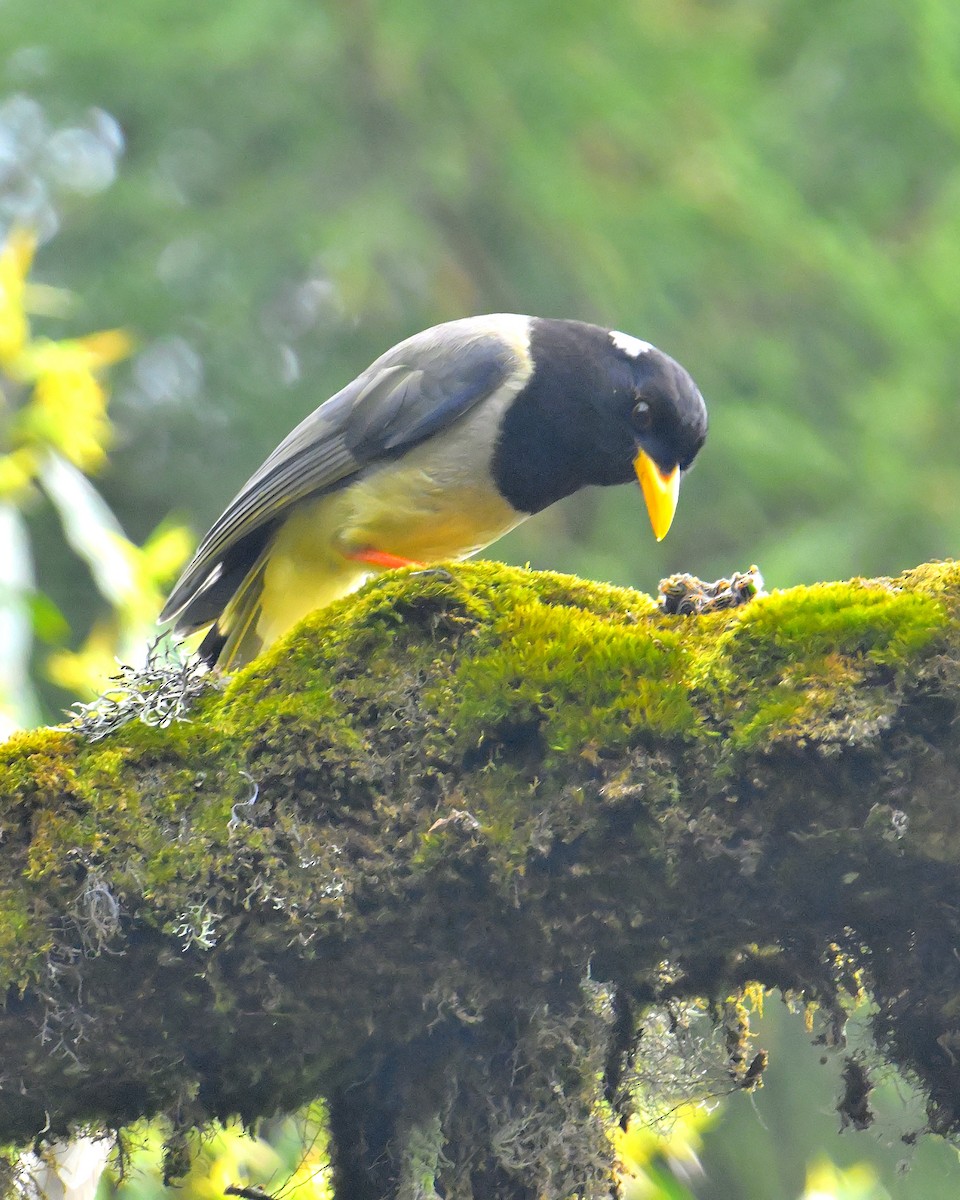 Yellow-billed Blue-Magpie - Rajesh Gopalan