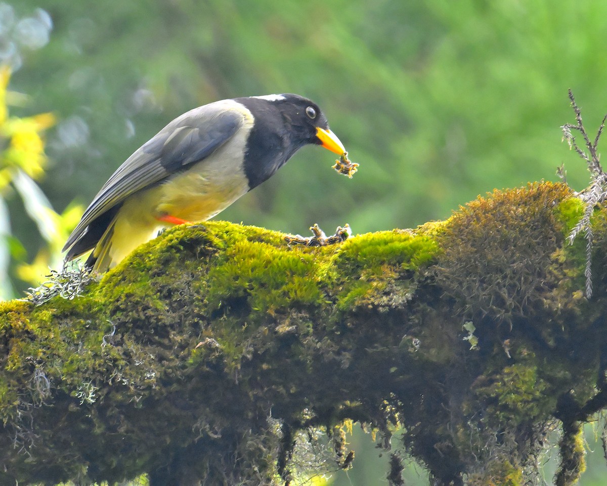 Yellow-billed Blue-Magpie - ML618709813