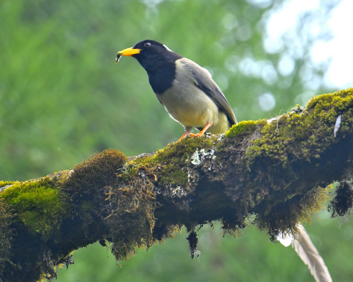 Yellow-billed Blue-Magpie - ML618709817