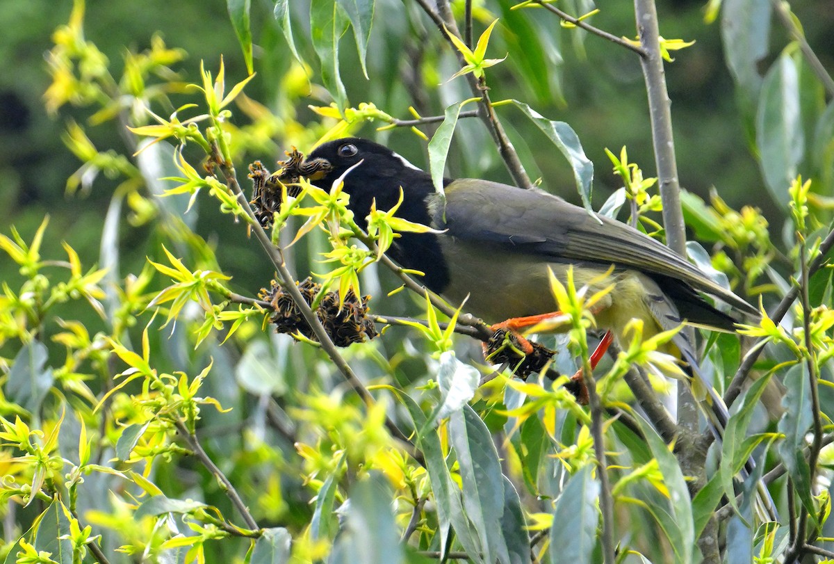 Yellow-billed Blue-Magpie - ML618709819