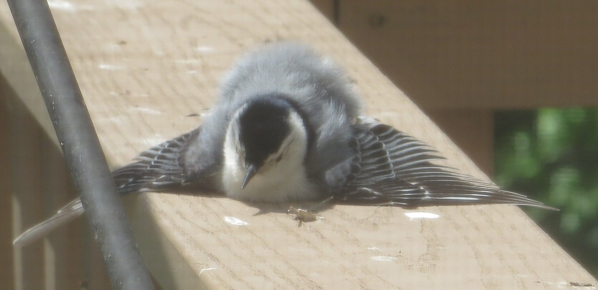 White-breasted Nuthatch - ML618709841