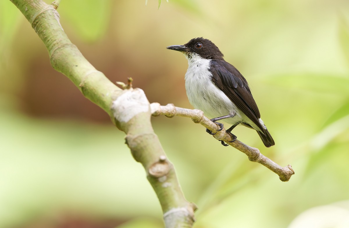 White-bellied Flowerpecker - Robert Hutchinson