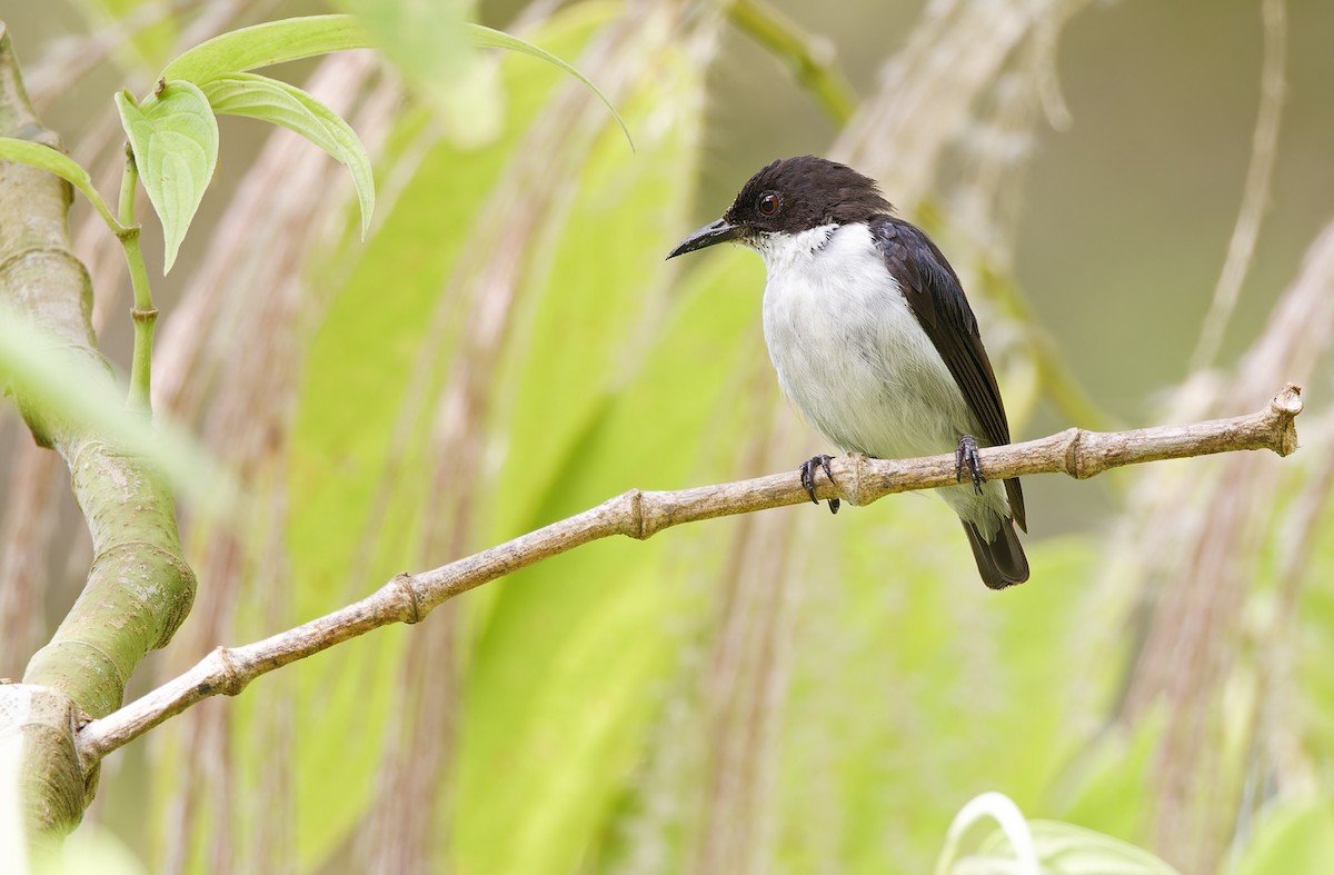 White-bellied Flowerpecker - Robert Hutchinson