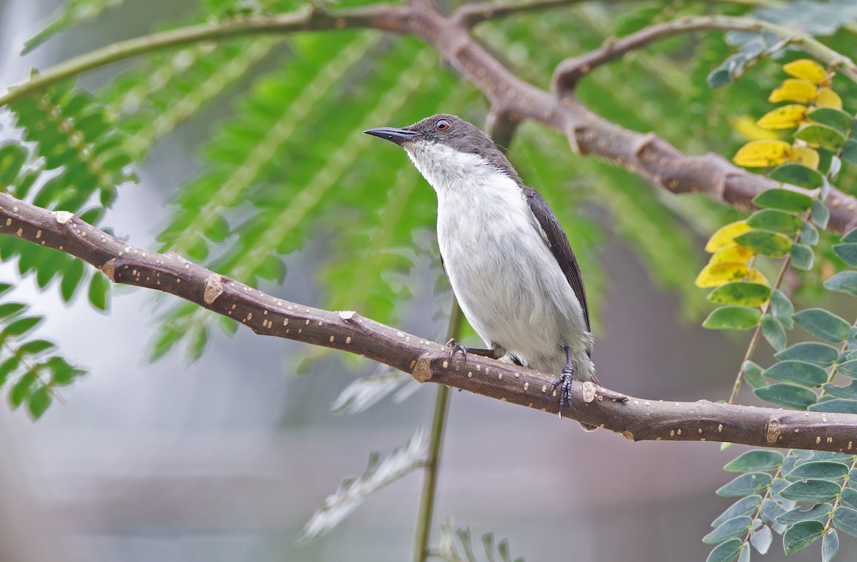 White-bellied Flowerpecker - Robert Hutchinson