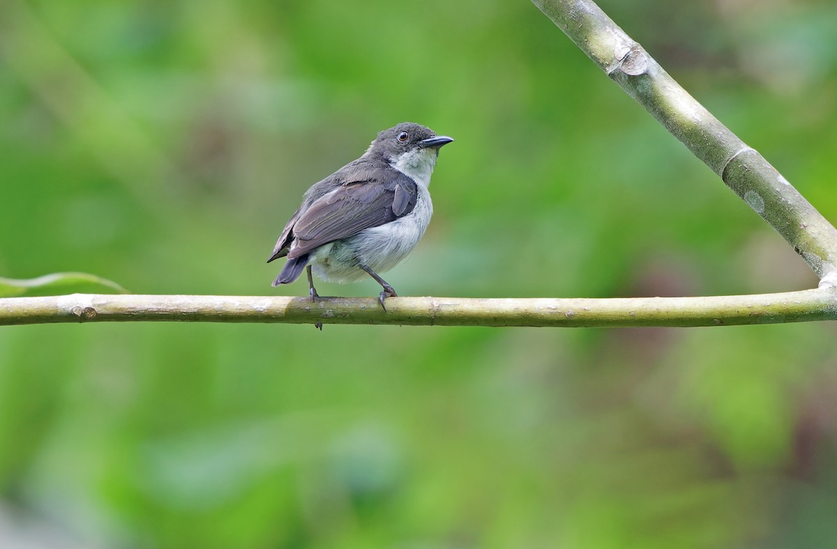 White-bellied Flowerpecker - Robert Hutchinson