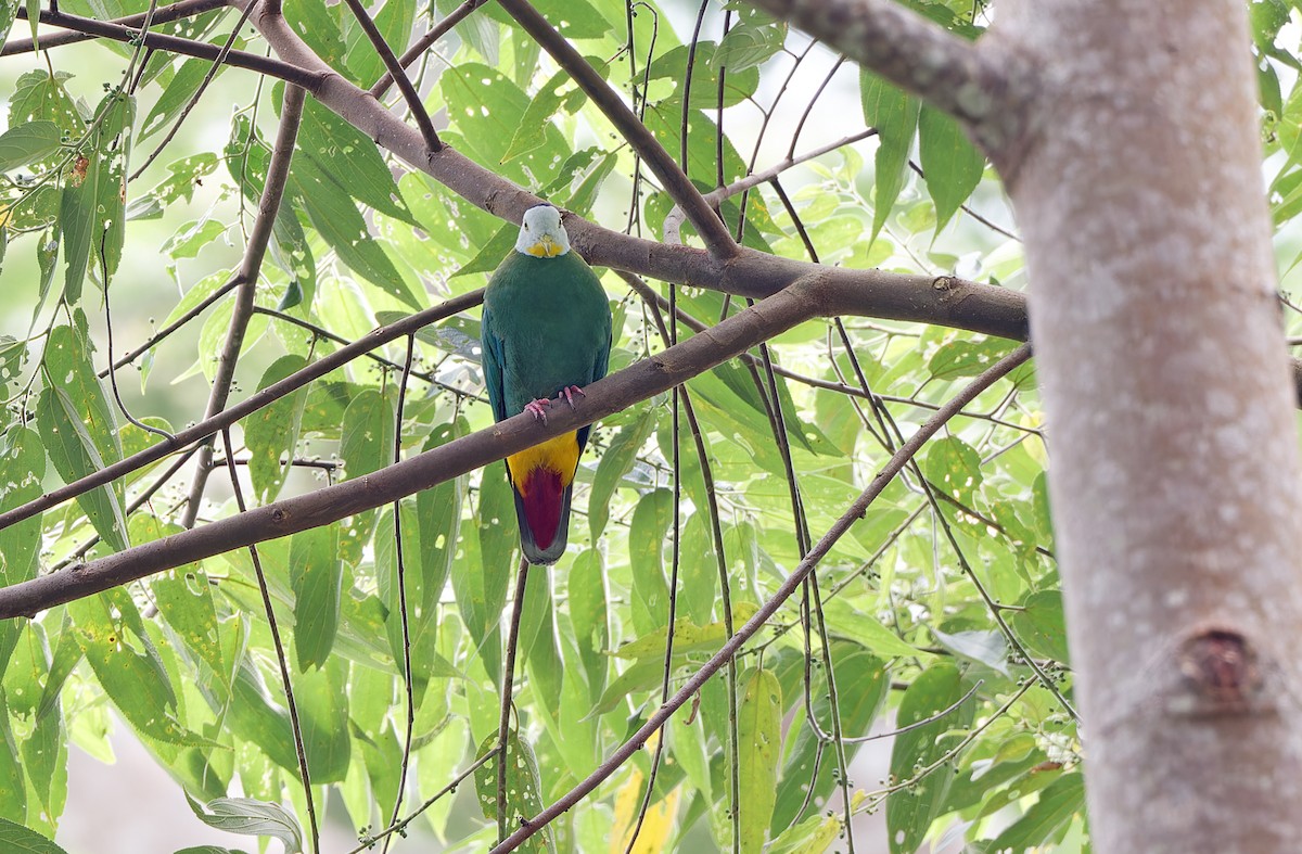 Black-naped Fruit-Dove - ML618709871