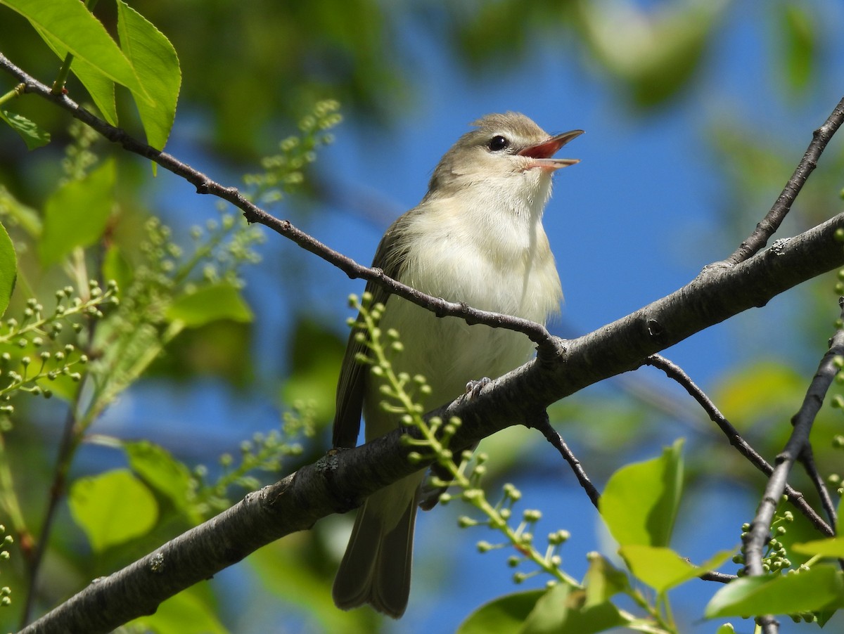 Warbling Vireo - ML618709876