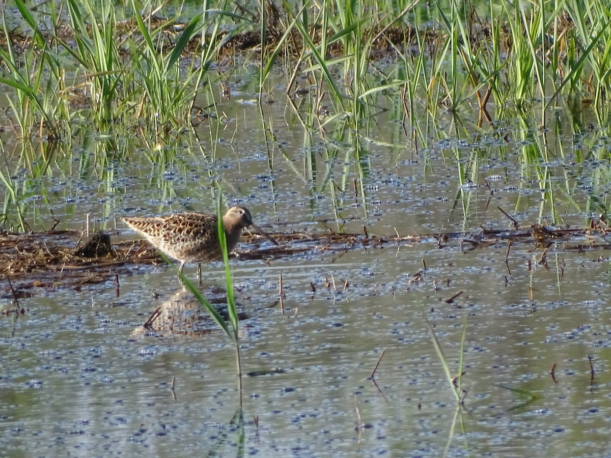 Short-billed Dowitcher - ML618709897