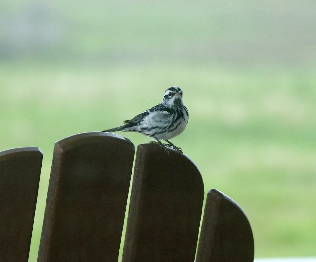 Black-and-white Warbler - ML618709902