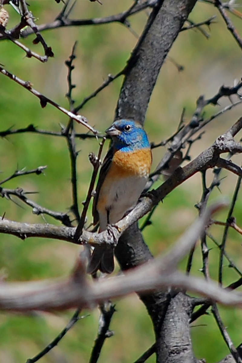 Lazuli Bunting - ML618709953